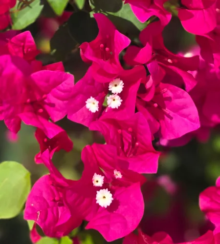 Photo of the Day: Bougainvillea